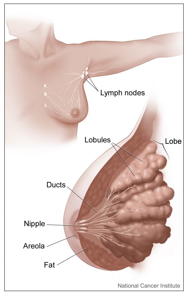 Breast Anatomy and Images